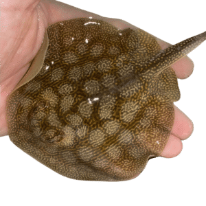 Cortez Round Ray (Expert)