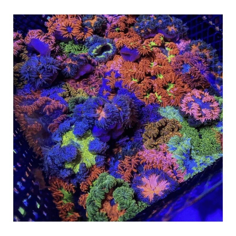 Crazy Ultra Rock Flower Anemone