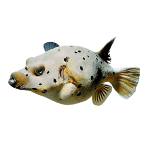 Dogface Puffer