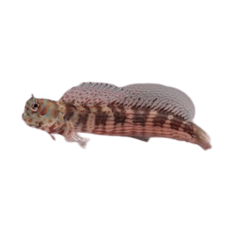Dusky Blenny