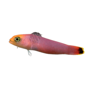 Eloganted Dottyback