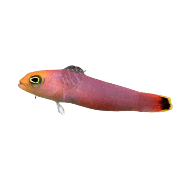 Eloganted Dottyback