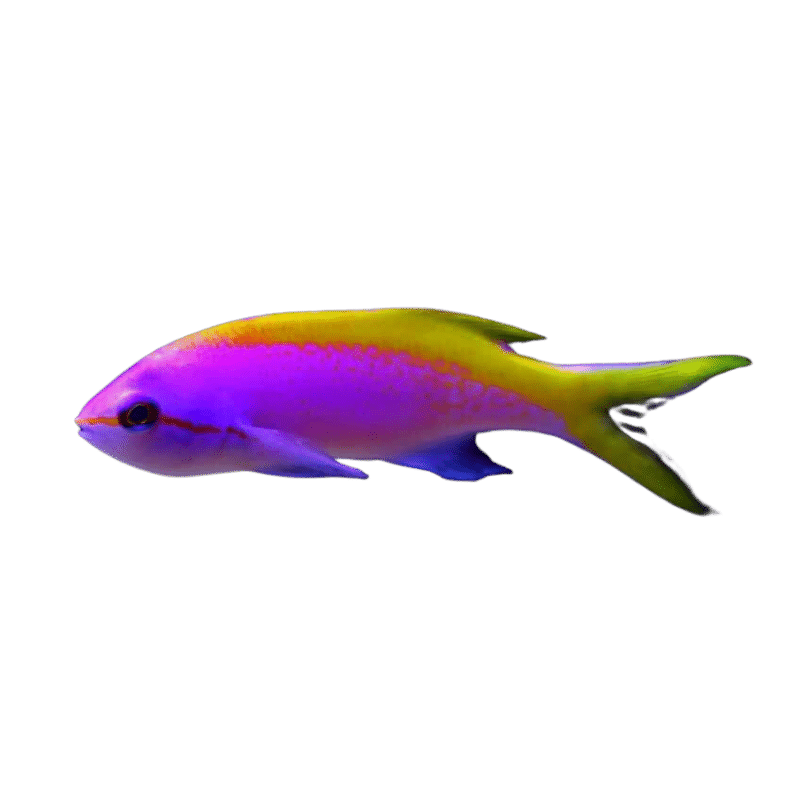 Evansi Anthias (Expert Only)