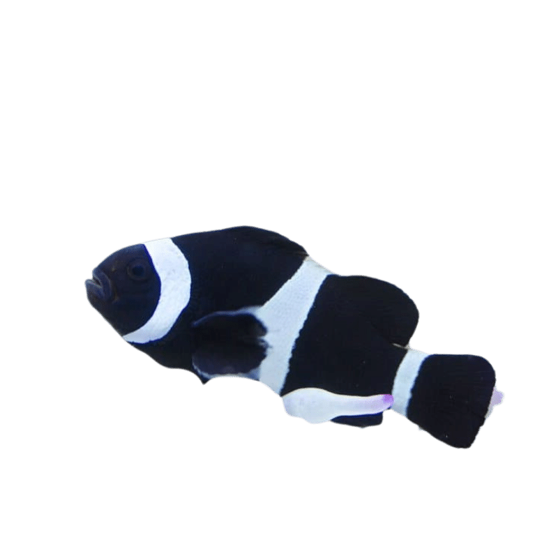 False Percula Black Clown