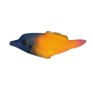 Flame File fish