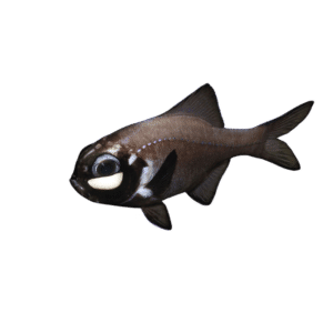 Flashlight Fish (Expert Only)