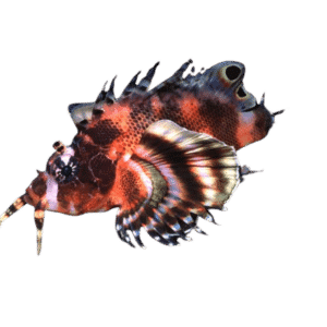 FuManChu Lionfish (Expert Only)