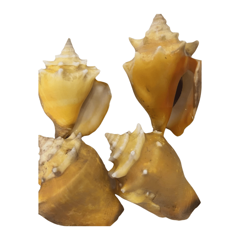 Gold Fighting Conch LG