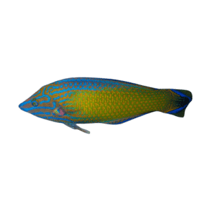 Grey Head Wrasse