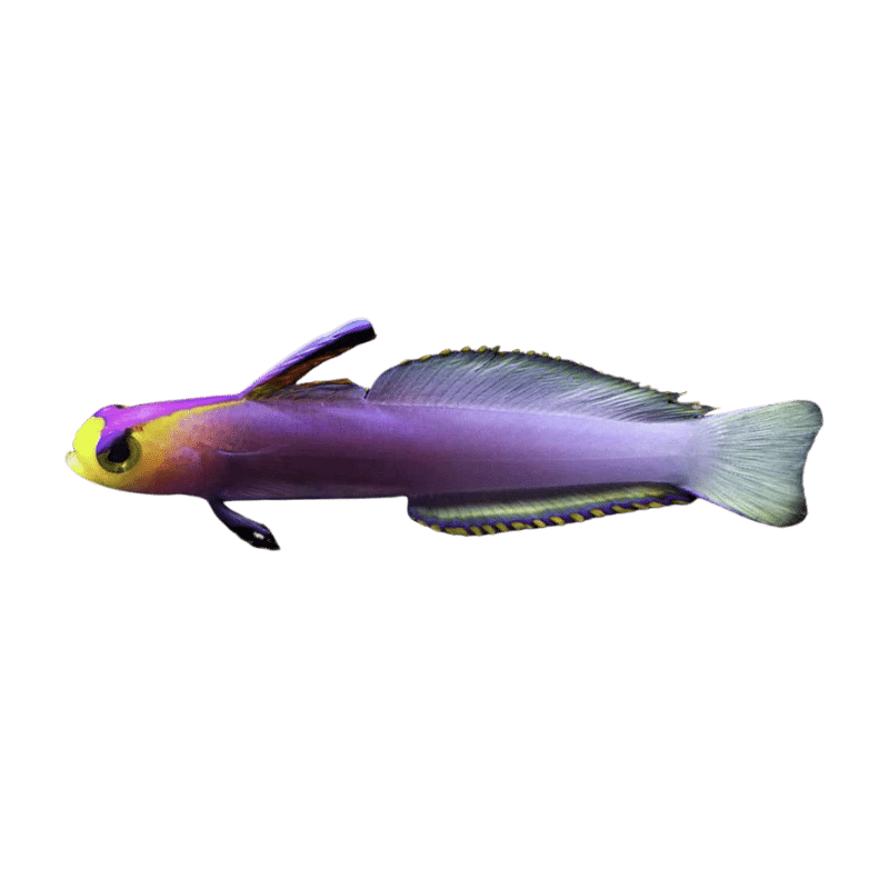 Helfrichi Firefish - Harry's Marine Life