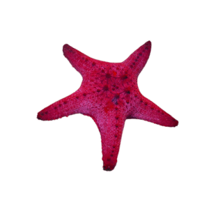 Honeycomb / Cushion Starfish