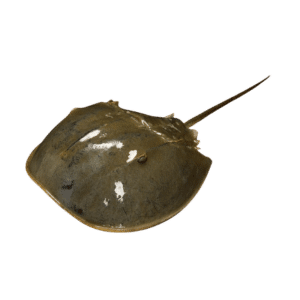 Horseshoe Crab