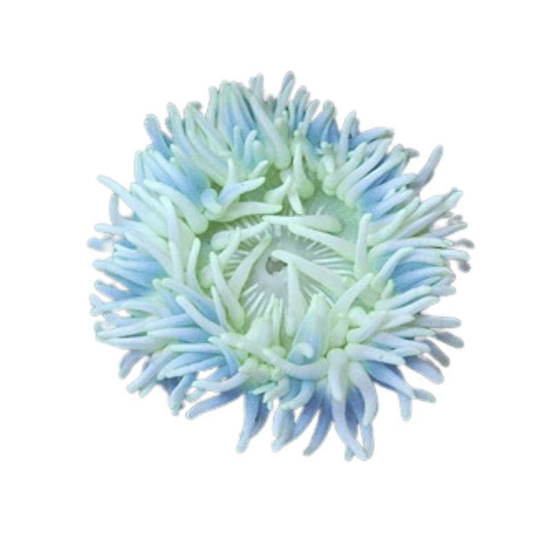 Long Tentacle Anemone Blue
