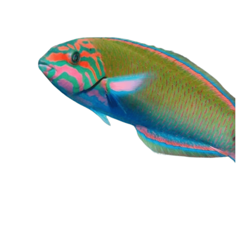 Lunare Wrasse