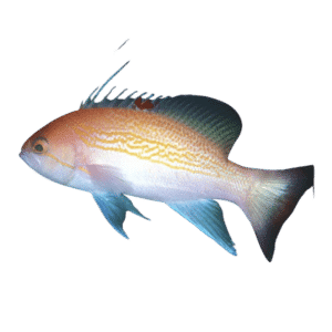 Luzon Spot Fin Anthias Large