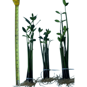 Mangrove Pod Leaves and Roots