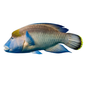 Maori Wrasse