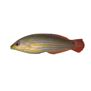 Melanurus Juvenile