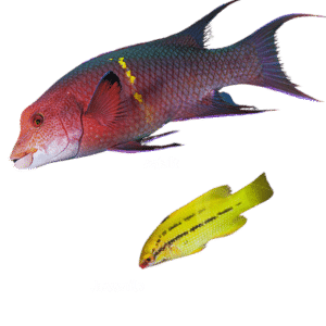 Mexican Hogfish Juvenile