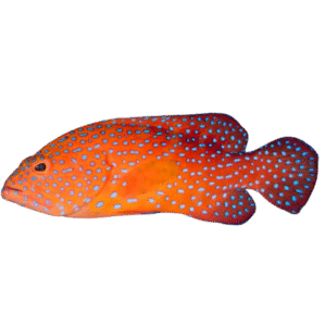 Miniatus Grouper