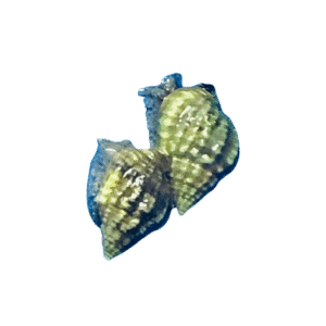 Nassarius Small
