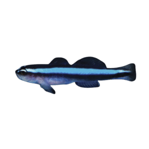 Neon Goby