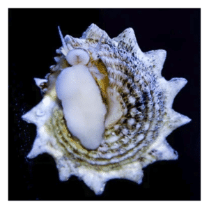 Ninja Astrea Snail (Spiny Star Astraea)