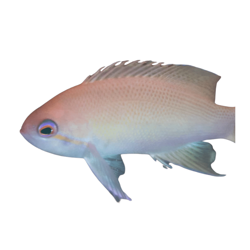 Orange Bar Anthias - Female