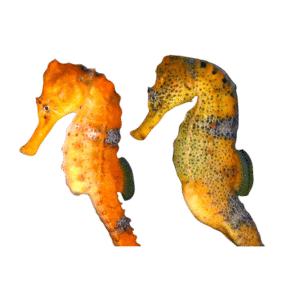Orange Slender Seahorse (Florida) 2 in stock Large