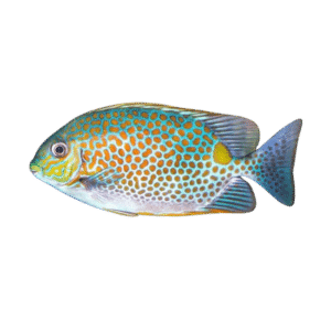 Orange Spot Rabbitfish LG