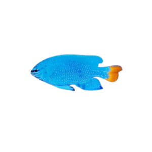 Orange Tail Blue Damselfish