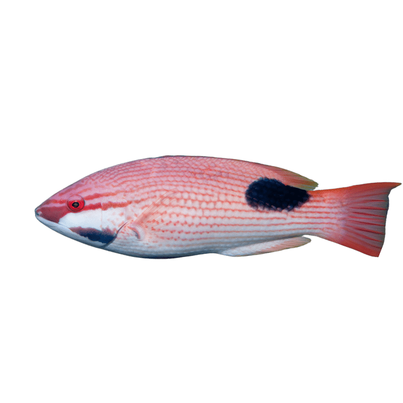 Pacific Saddleback Hogfish