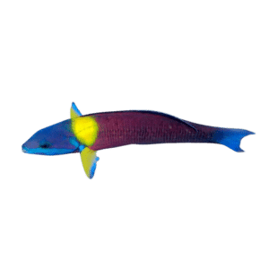 Paddlefin Wrasse Female