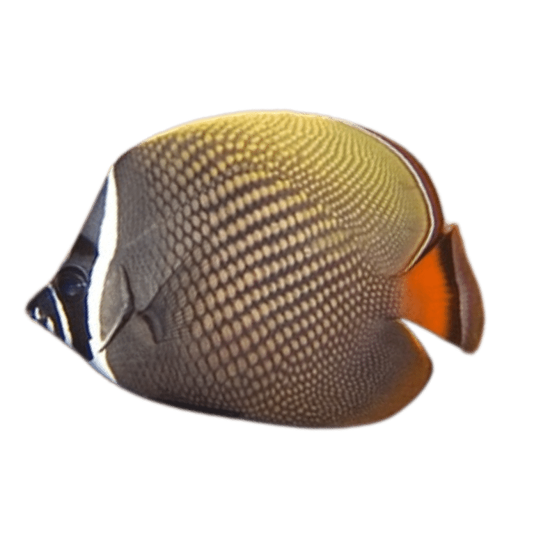 Pakistani Butterflyfish