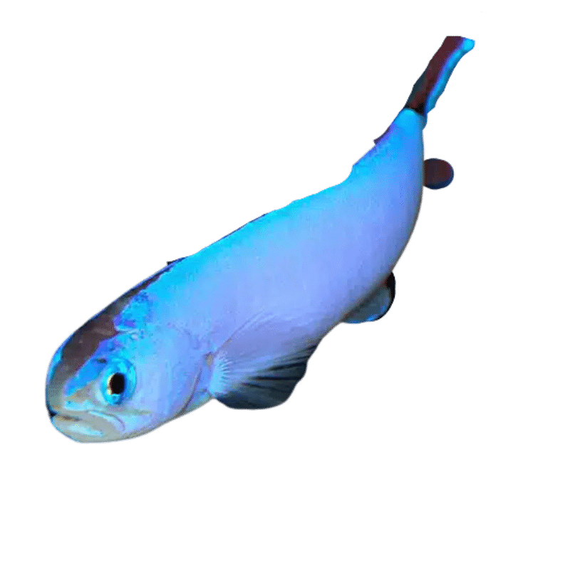 Pastel Tilefish