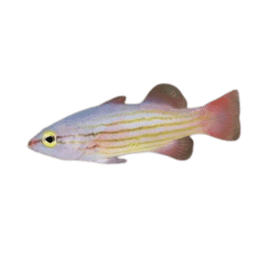 Pin Stripe Basslet