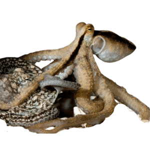 Prickly Octopus (Expert Only)