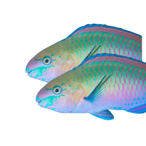Quoyi/Green Parrot Fish Pair