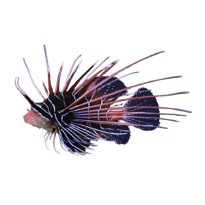 Radiata Lionfish