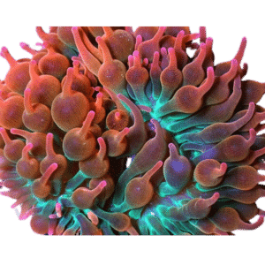 Rose Bubble Tip Anemone