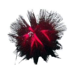 Rainbow / Fire Urchin (Venomous)