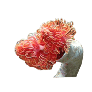 Red Coco Worm