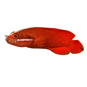 Red Soap Grouper
