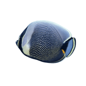 Reticulated/Mailed Butterfly fish