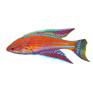 Royal Flasher Wrasse