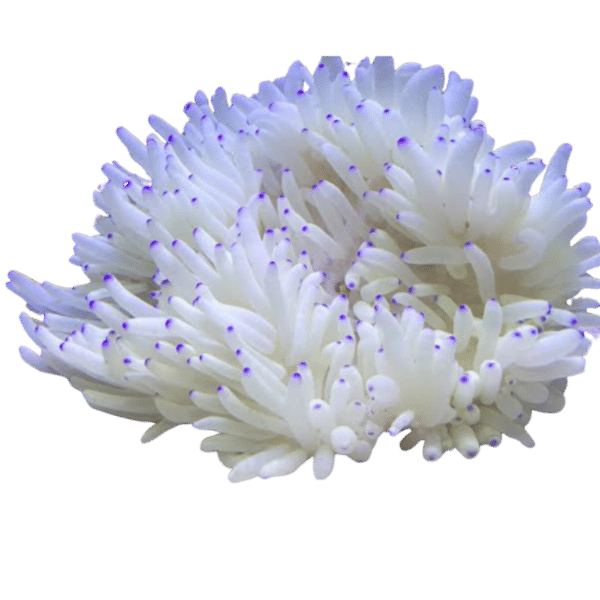 Sebae Anemone Purple Tip