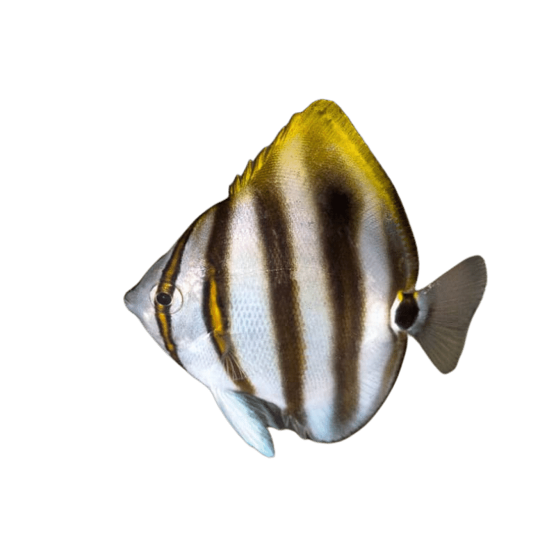 Sixspine butterflyfish