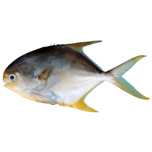 Snubnose Pompano