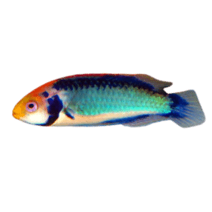 Solar Fairy Wrasse