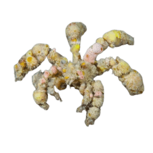 Spider Decorator Crab